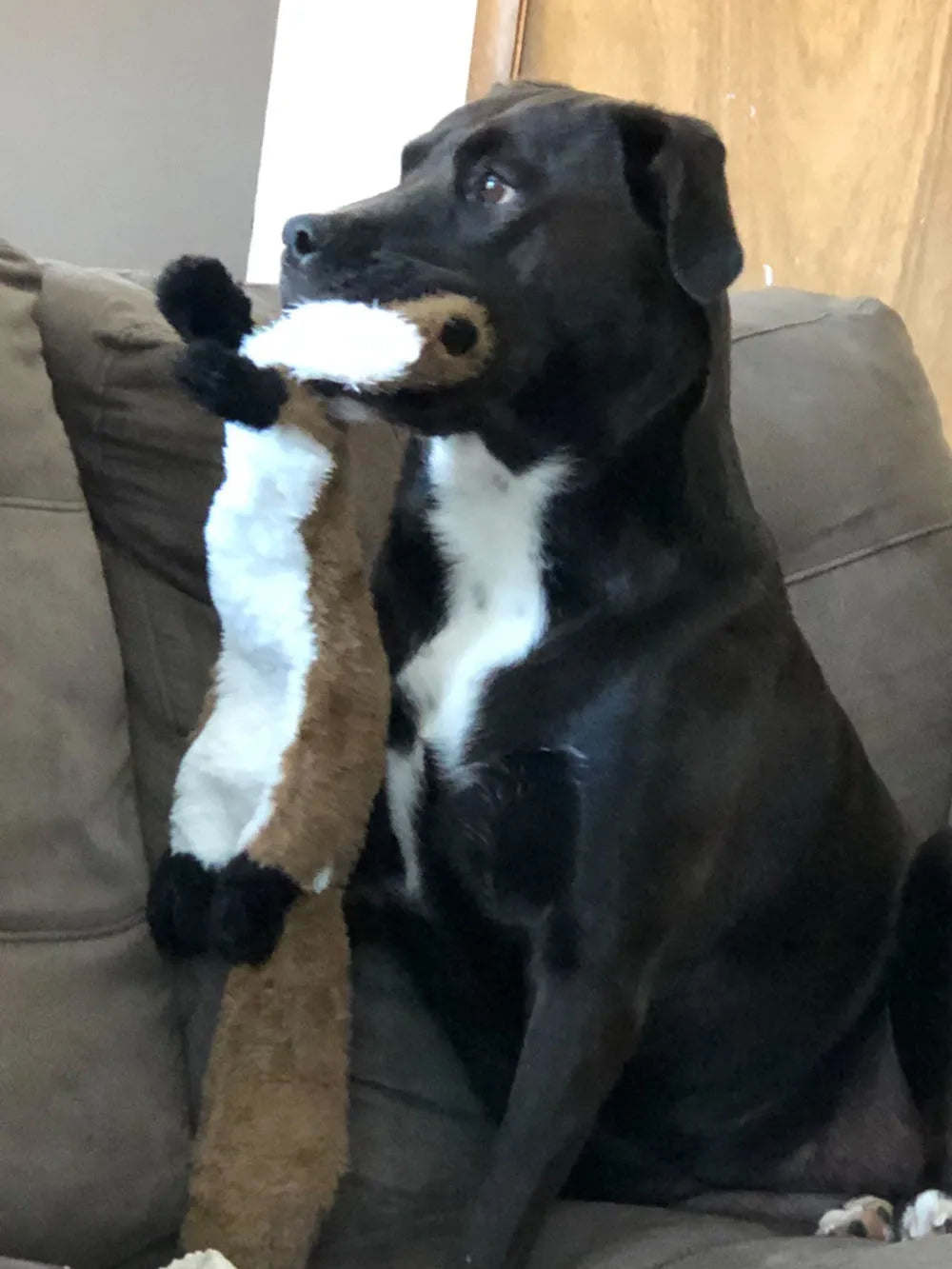 Funny Simulated Animal No Stuffing Dog Toy