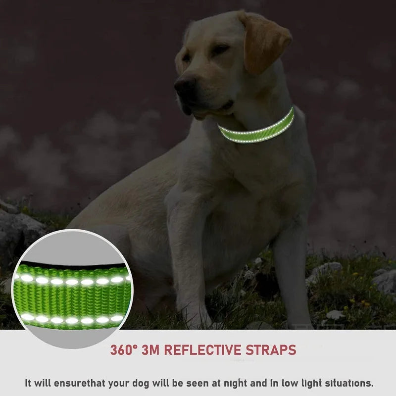 Dog Neck Collars